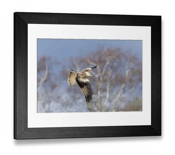 Framed Print : Red Kite Milvus milvus immature Mid Wales winter Framed Print : Red Kite Milvus milvus immature Mid Wales winter