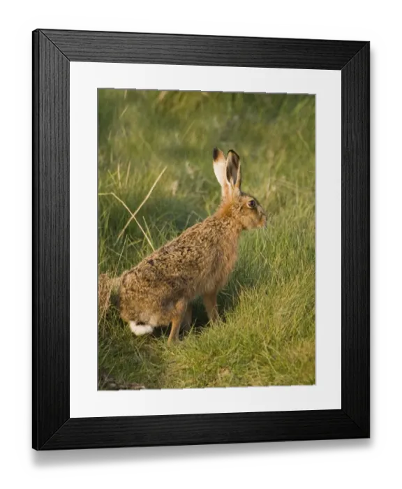 Framed Print : Brown Hare Norfolk summer Framed Print : Brown Hare Norfolk summer