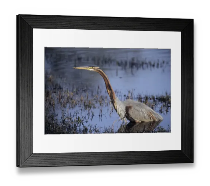 Framed Print : Purple Heron adult Camargue France summer Framed Print : Purple Heron adult Camargue France summer
