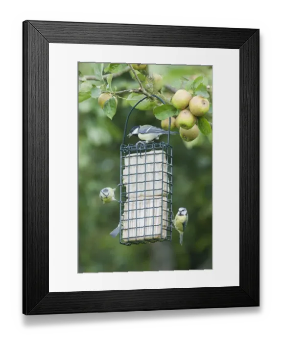 Framed Print : Great Tit and Blue Tits on fat feeder in garden autumn UK Framed Print : Great Tit and Blue Tits on fat feeder in garden autumn UK
