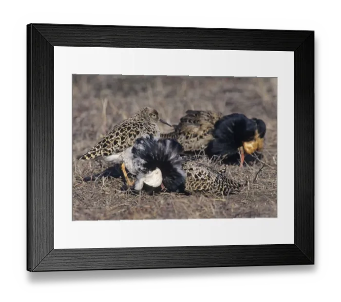 Framed Print : A Ruff lek on a Finnish bog Finland May Framed Print : A Ruff lek on a Finnish bog Finland May
