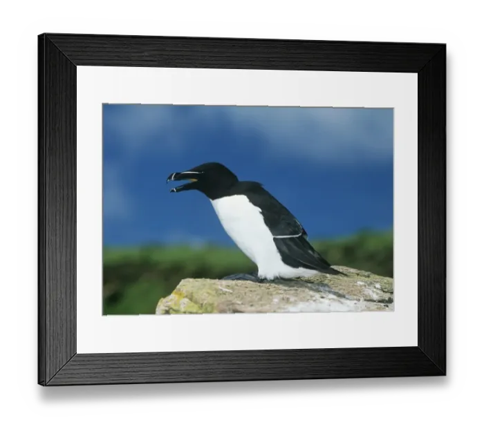 Framed Print : Razorbill Alca torda Great Saltee Island Ireland Framed Print : Razorbill Alca torda Great Saltee Island Ireland