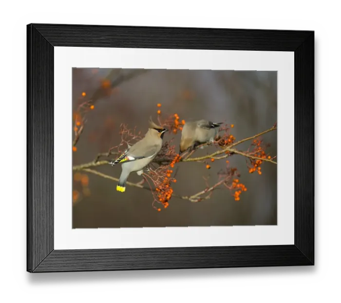 Framed Print : Waxwings feeding on Rowan berries Northumberland November 2004 Framed Print : Waxwings feeding on Rowan berries Northumberland November 2004