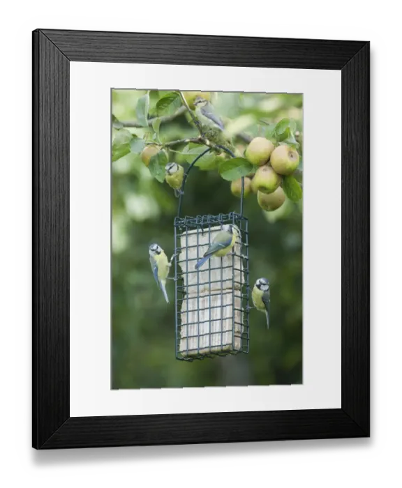 Framed Print : Blue Tits on fat feeder in garden autumn UK Framed Print : Blue Tits on fat feeder in garden autumn UK