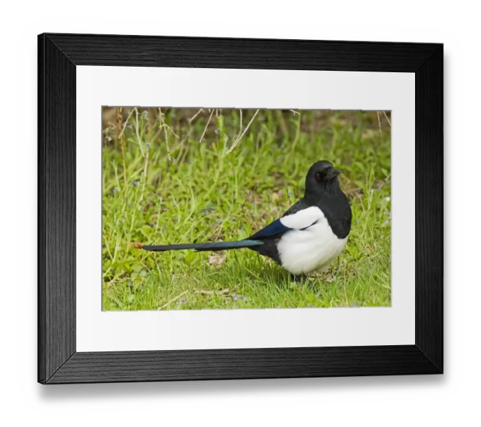 Framed Print : Magpie Pica pica Kent spring Framed Print : Magpie Pica pica Kent spring