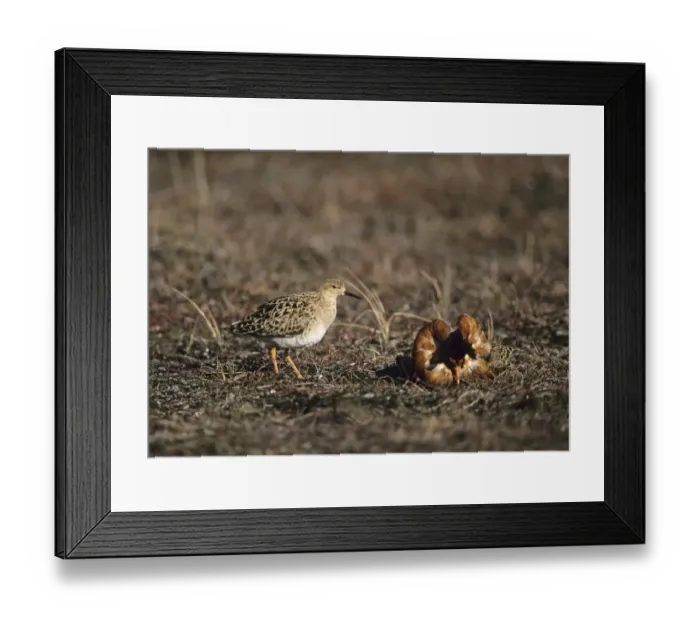 Framed Print : A Ruff lek on a Finnish bog Finland May