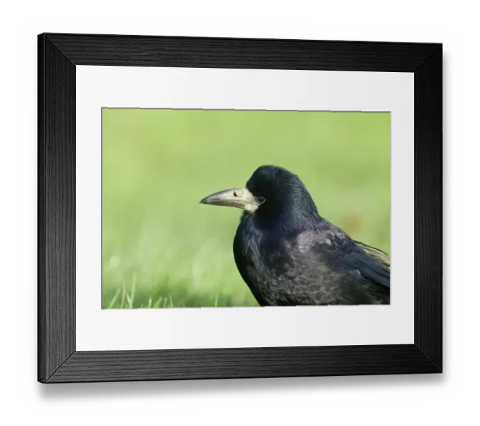 Framed Print : Rook Northumberland winter Framed Print : Rook Northumberland winter