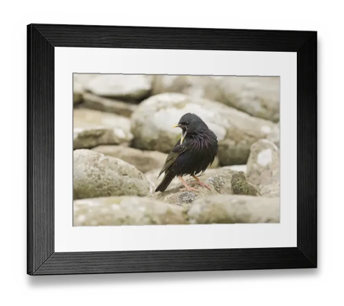 Framed Print : Starling Sturnus vulgarus calling at nest UK summer Framed Print : Starling Sturnus vulgarus calling at nest UK summer