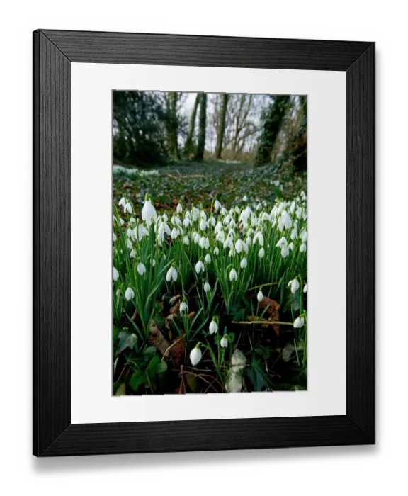Framed Print : A43XC9 Snowdrops Northumberland February Framed Print : A43XC9 Snowdrops Northumberland February