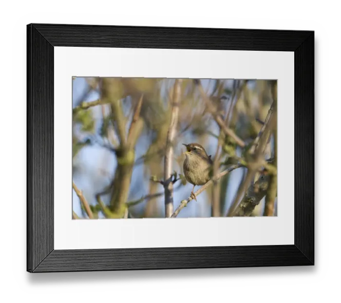 Framed Print : Wren Troglodytes troglodytes in song Norfolk April Framed Print : Wren Troglodytes troglodytes in song Norfolk April