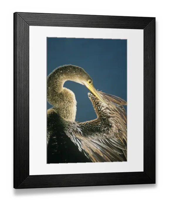 Framed Print : Anhinga preening Florida Everglades USA Framed Print : Anhinga preening Florida Everglades USA