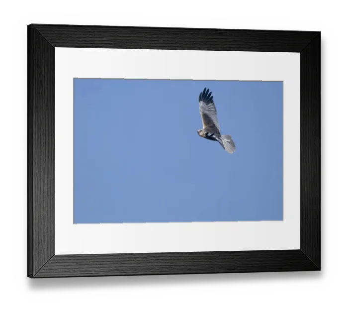 Framed Print : Marsh Harrier Circus aeruginosus male Titchwell RSPB Reserve Norfolk April Framed Print : Marsh Harrier Circus aeruginosus male Titchwell RSPB Reserve Norfolk April