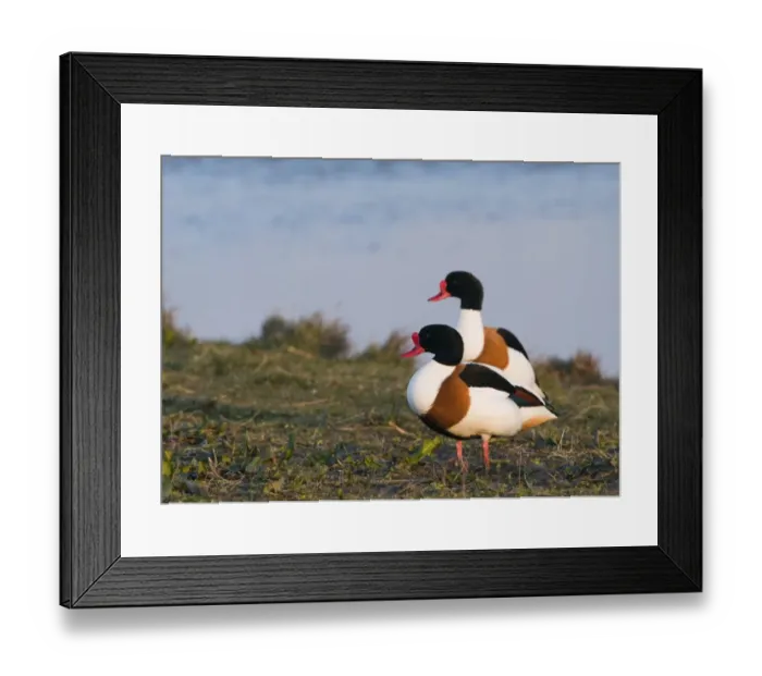 Framed Print : Shelduck Tadorna tadorna Cley Norfolk April Framed Print : Shelduck Tadorna tadorna Cley Norfolk April