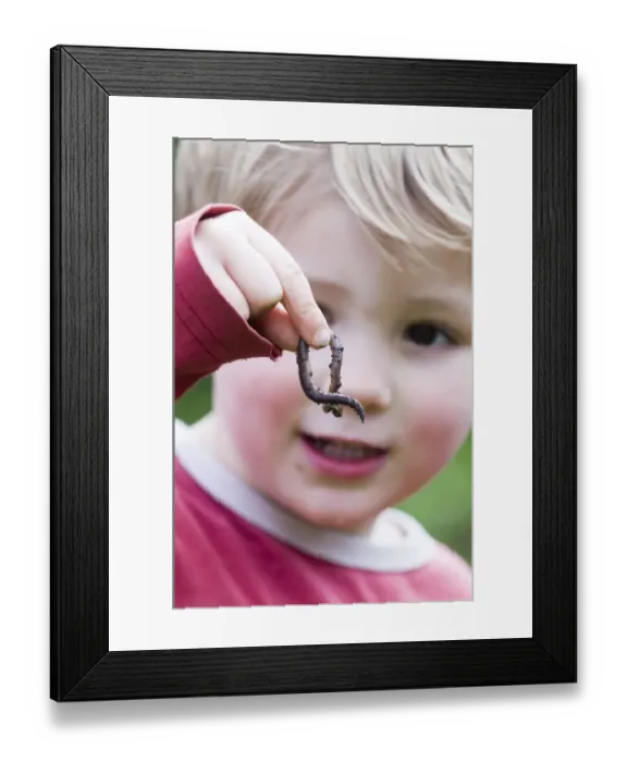 Framed Print : Toddler holding earthworm in garden Norfolk spring Framed Print : Toddler holding earthworm in garden Norfolk spring
