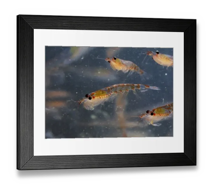 Framed Print : Antarctic Krill Euphausia superba Antarctica January Framed Print : Antarctic Krill Euphausia superba Antarctica January
