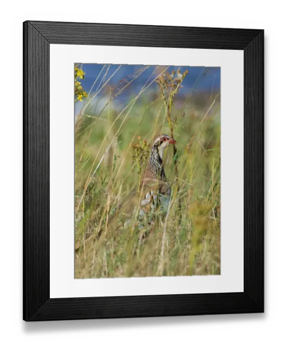 Framed Print : Red-legged Partridge Alectoris rufa in grassland Norfolk summer Framed Print : Red-legged Partridge Alectoris rufa in grassland Norfolk summer