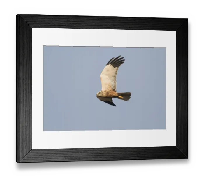 Framed Print : Marsh Harrier Circus aeruginosus male Titchwell RSPB Reserve Norfolk April Framed Print : Marsh Harrier Circus aeruginosus male Titchwell RSPB Reserve Norfolk April