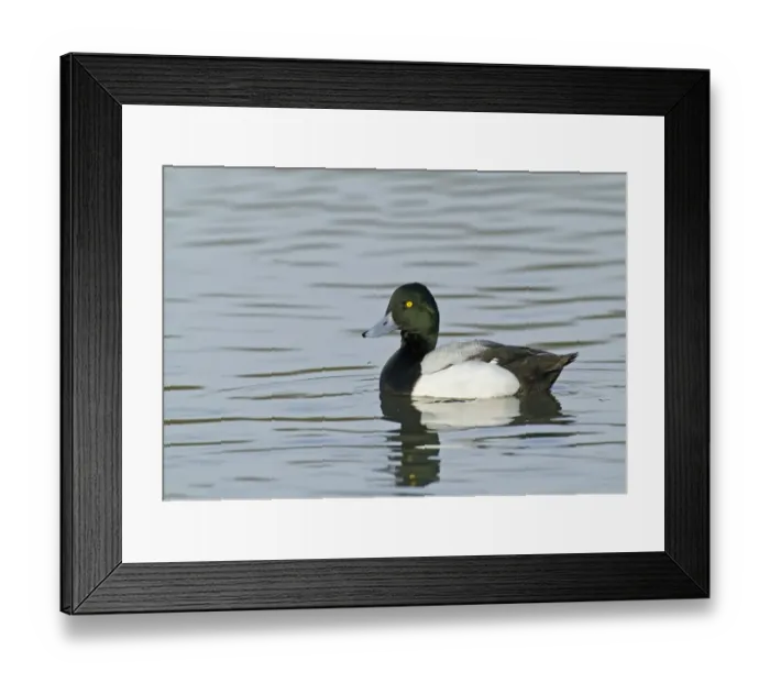 Framed Print : Scaup Aythya marila male Norfolk winter Framed Print : Scaup Aythya marila male Norfolk winter
