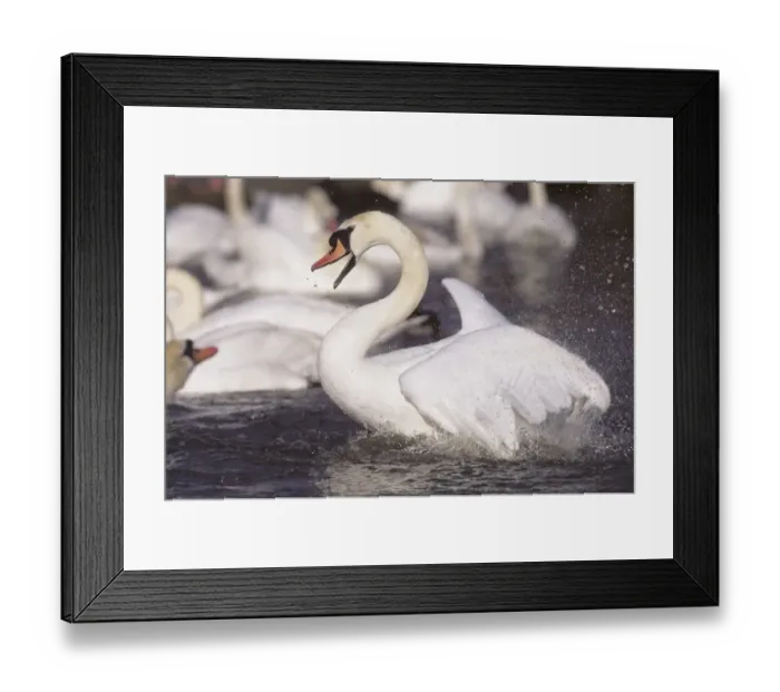 Framed Print : Mute Swan Cygnus olor male being aggressive towards rival UK spring Framed Print : Mute Swan Cygnus olor male being aggressive towards rival UK spring
