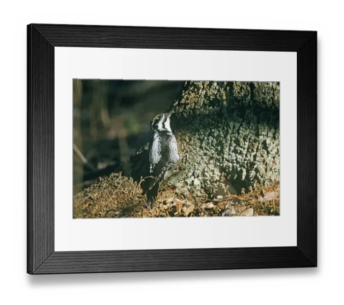 Framed Print : Three-toed Woodpecker Picoides tridactylus Finland May