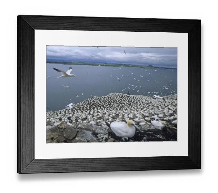Framed Print : Gannets Sula bassana nesting on the Bass Rock Scotland July Framed Print : Gannets Sula bassana nesting on the Bass Rock Scotland July