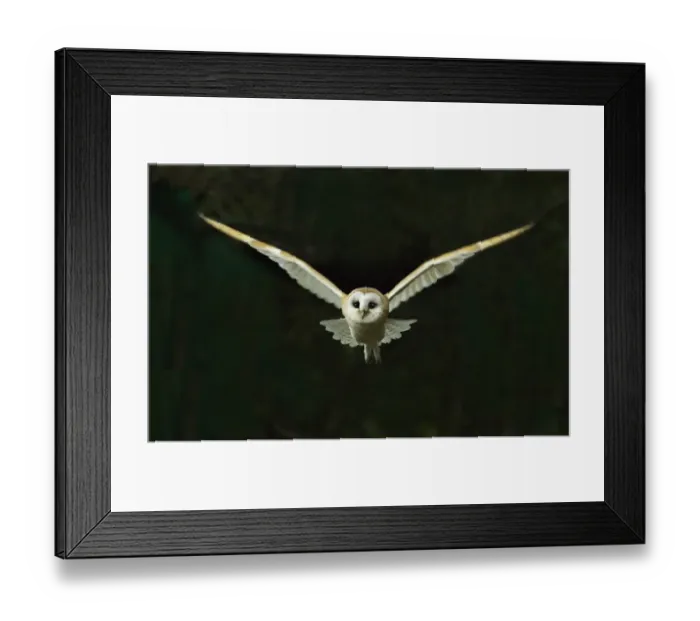Framed Print : Barn Owl Tyto alba flying at night North Norfolk November Framed Print : Barn Owl Tyto alba flying at night North Norfolk November