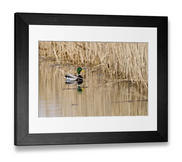 Framed Print : Mallard Anas platyrhynchos male in dyke Cley Norfolk winter Framed Print : Mallard Anas platyrhynchos male in dyke Cley Norfolk winter