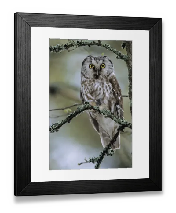 Framed Print : Tengmalms Owl Aegolius funereus Finland spring Framed Print : Tengmalms Owl Aegolius funereus Finland spring
