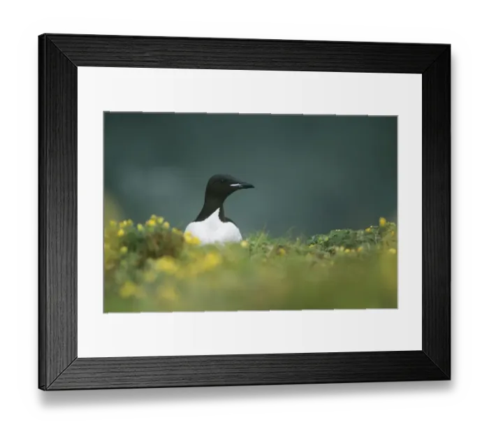 Framed Print : Brunnichs Guilemot Alaska Framed Print : Brunnichs Guilemot Alaska
