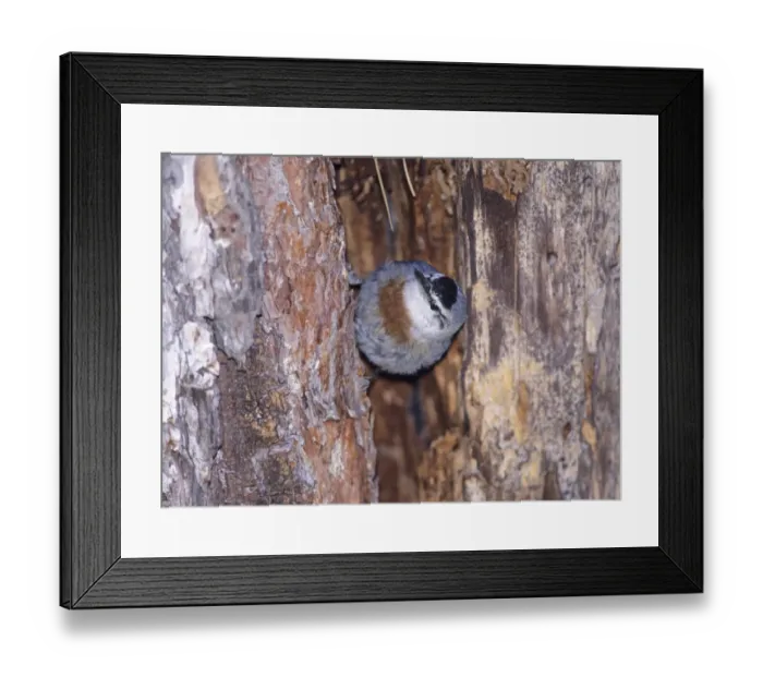 Framed Print : Krupers Nuthatch Sitta krueperi emerging from nest in crevice of tree Lesvos Greece Framed Print : Krupers Nuthatch Sitta krueperi emerging from nest in crevice of tree Lesvos Greece