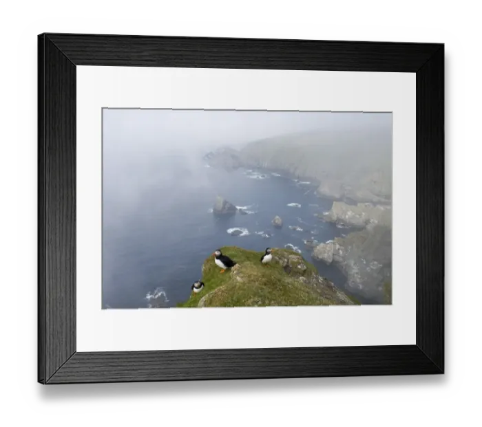 Framed Print : Puffins Fratercula arctica in mist on cliffs at Hermaness NNR Unst Shetland June Framed Print : Puffins Fratercula arctica in mist on cliffs at Hermaness NNR Unst Shetland June