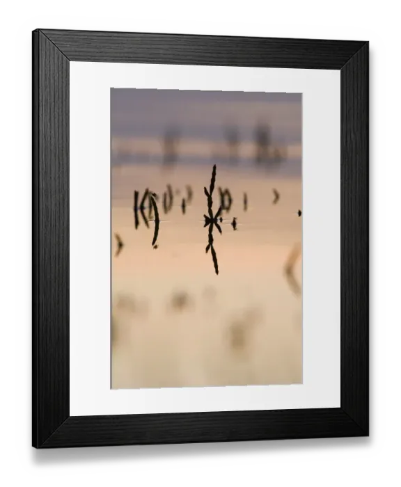 Framed Print : Samphire peeping up above the rising tide The Wash Snettisham Norfolk