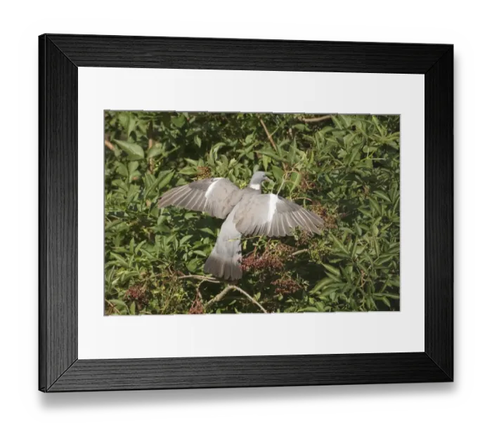Framed Print : Wood Pigeon Columba palumbus feeding on Elder berries Norfolk September Framed Print : Wood Pigeon Columba palumbus feeding on Elder berries Norfolk September