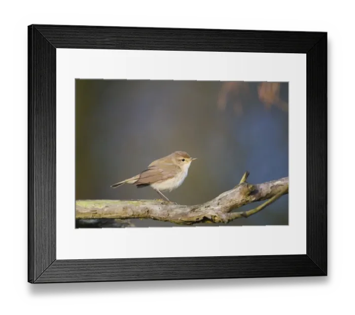 Framed Print : Chiffchaff Phylloscopus collybita Cley Norfolk April Framed Print : Chiffchaff Phylloscopus collybita Cley Norfolk April