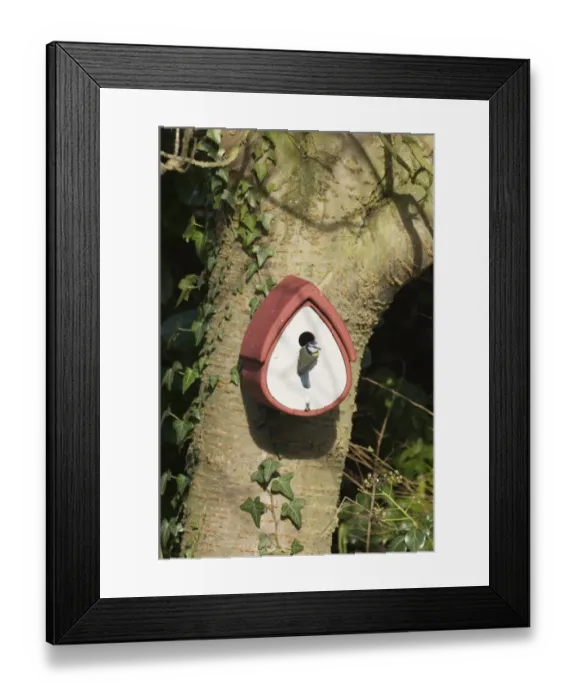 Framed Print : Blue Tit at garden nestbox Framed Print : Blue Tit at garden nestbox