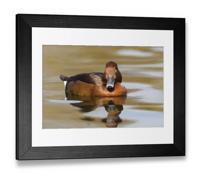 Framed Print : Ferruginous Duck male spring captive Framed Print : Ferruginous Duck male spring captive