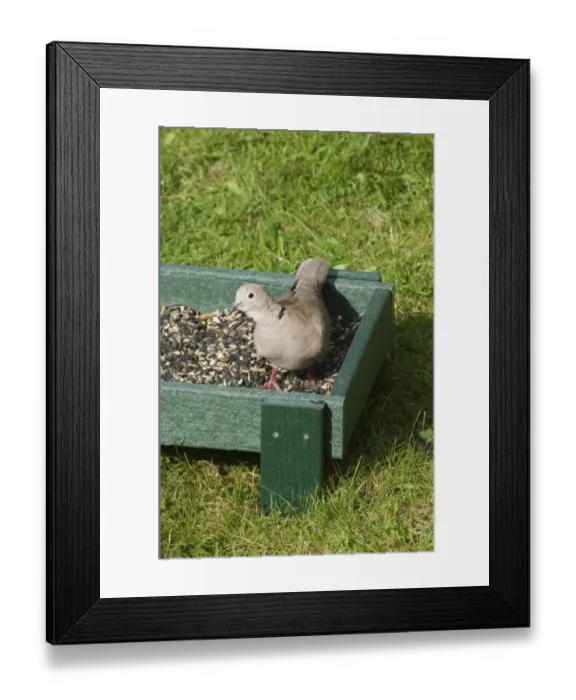Framed Print : 002976 Framed Print : 002976