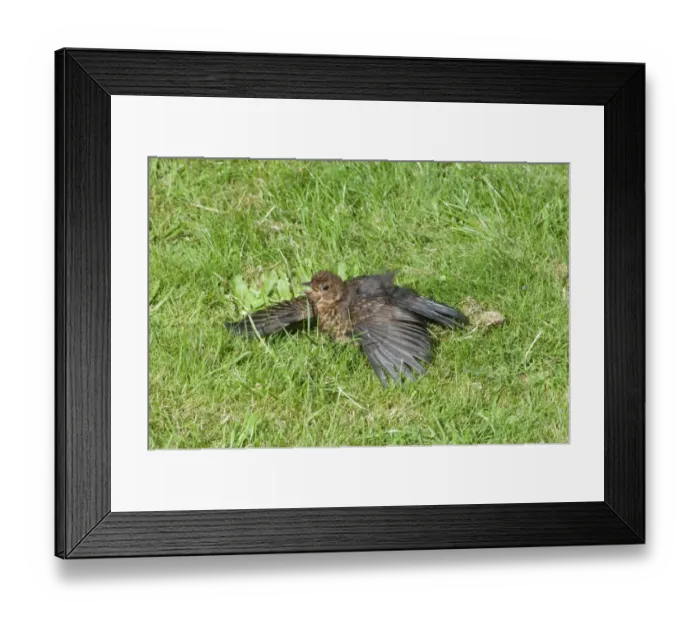 Framed Print : Blackbird Turdus merula female sunning in garden norfolk summer UK Framed Print : Blackbird Turdus merula female sunning in garden norfolk summer UK