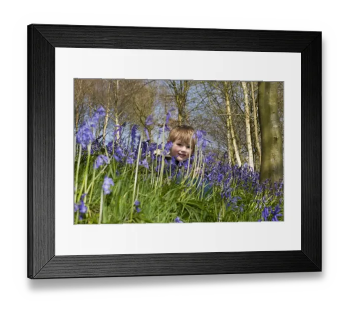 Framed Print : Young boy (3 yr old) in Bluebells Kent April Framed Print : Young boy (3 yr old) in Bluebells Kent April