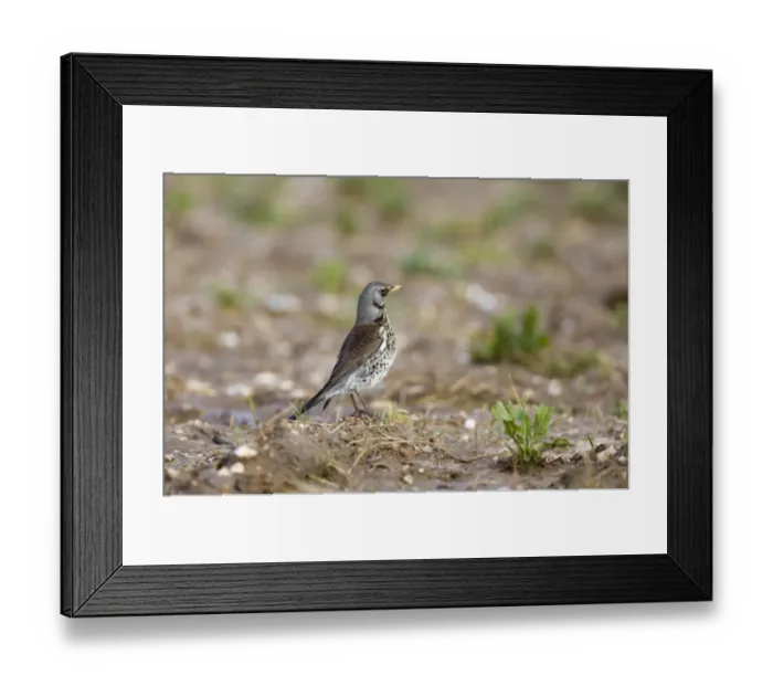 Framed Print : Fieldfare Turdus pilaris feeding on farmland Norfolk winter Framed Print : Fieldfare Turdus pilaris feeding on farmland Norfolk winter