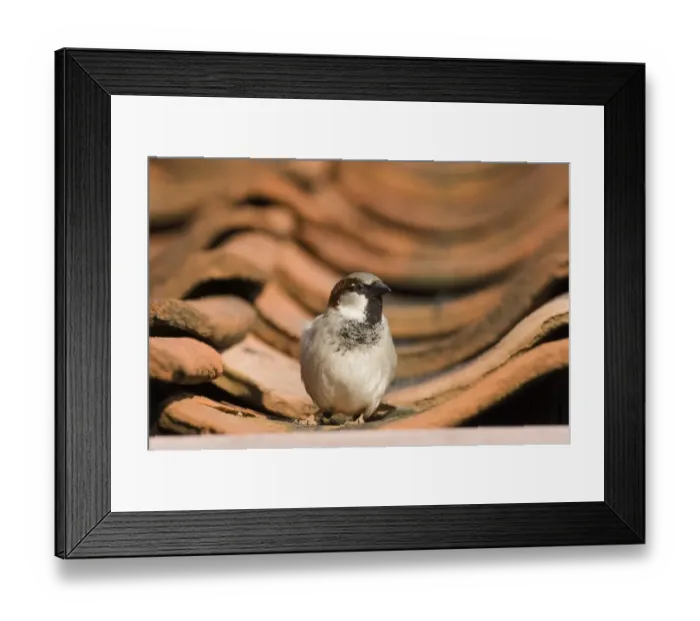 Framed Print : House Sparrow Passer domesticus male UK spring Framed Print : House Sparrow Passer domesticus male UK spring