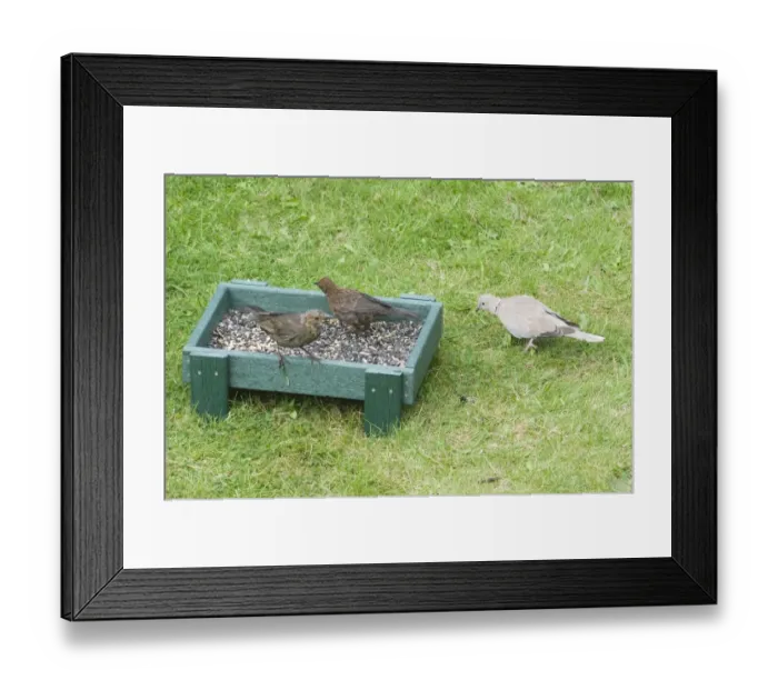 Framed Print : 002981 Framed Print : 002981