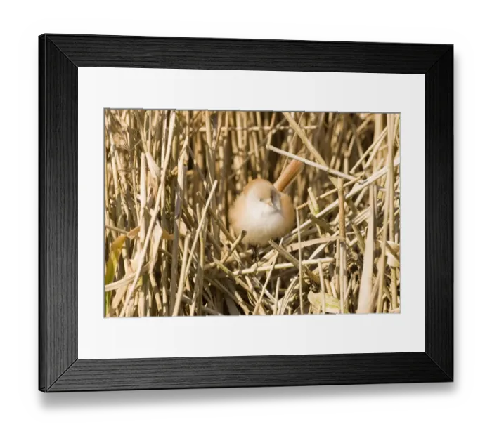 Framed Print : Bearded Tit Panurus biarmicus female in reedbed Norfolk winter Framed Print : Bearded Tit Panurus biarmicus female in reedbed Norfolk winter