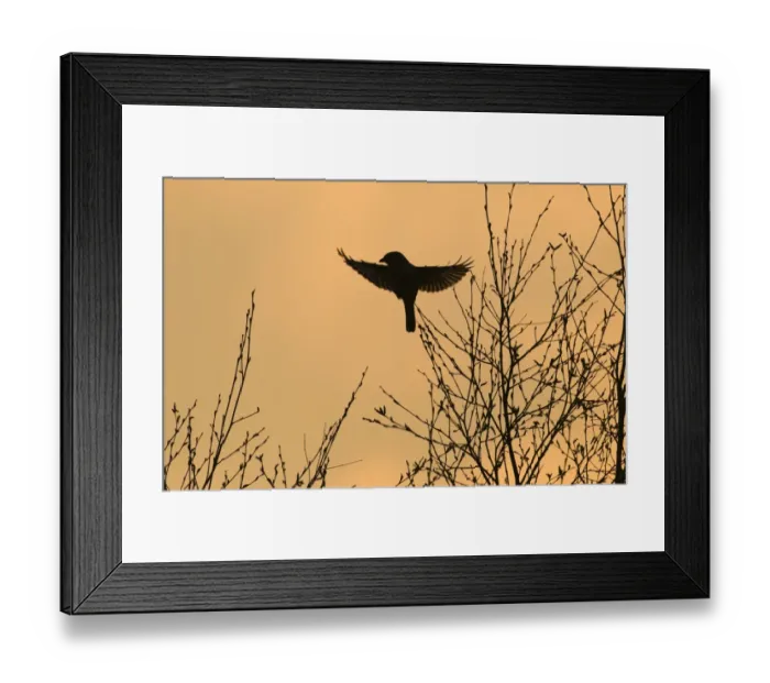 Framed Print : Great Grey Shrike Lanius excubitor silhouetted at dusk Kelling Heath Norfolk April 2008 Framed Print : Great Grey Shrike Lanius excubitor silhouetted at dusk Kelling Heath Norfolk April 2008