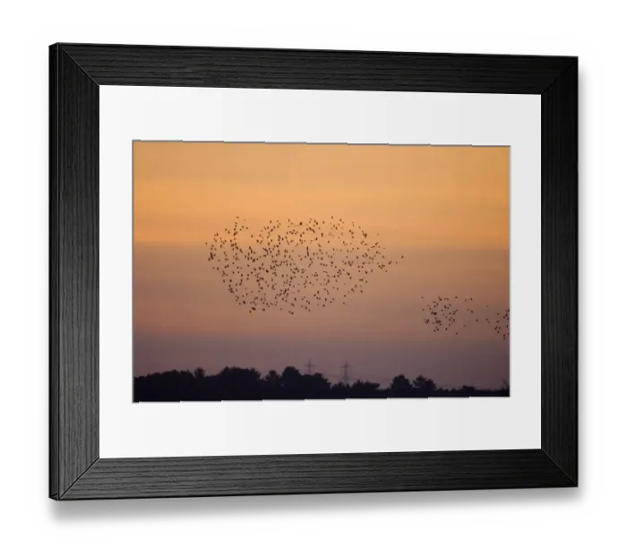 Framed Print : Starlings Sturnus vulgarus flying to roost Minsmere Suffolk winter Framed Print : Starlings Sturnus vulgarus flying to roost Minsmere Suffolk winter