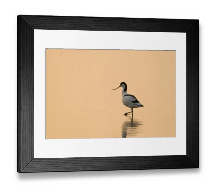 Framed Print : Avocet Recurvirostra avocetta at dawn Titchwell RSPB Reserve Norfolk April Framed Print : Avocet Recurvirostra avocetta at dawn Titchwell RSPB Reserve Norfolk April