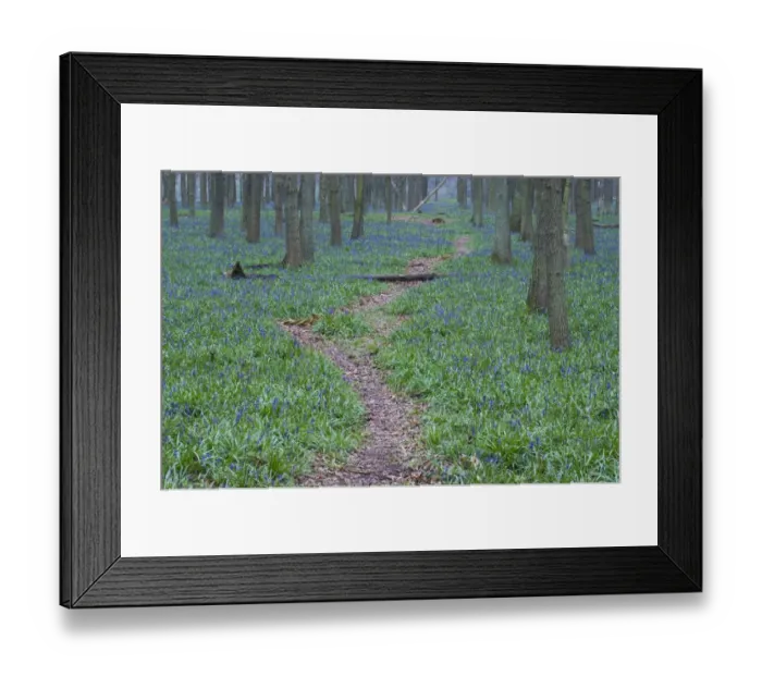 Framed Print : Path through Bluebell wood Bucks UK April Framed Print : Path through Bluebell wood Bucks UK April