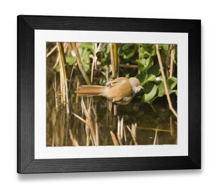 Framed Print : Bearded Tit Panurus biarmicus female in reedbed Norfolk winter