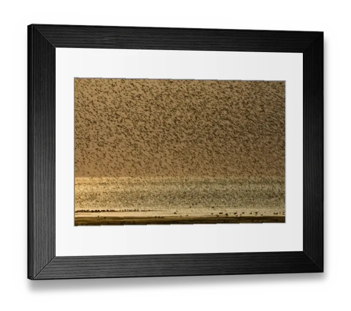 Framed Print : Knot Calidris canutus swirling over exposed mudflats of the Wash off Snettisham RSPB Framed Print : Knot Calidris canutus swirling over exposed mudflats of the Wash off Snettisham RSPB