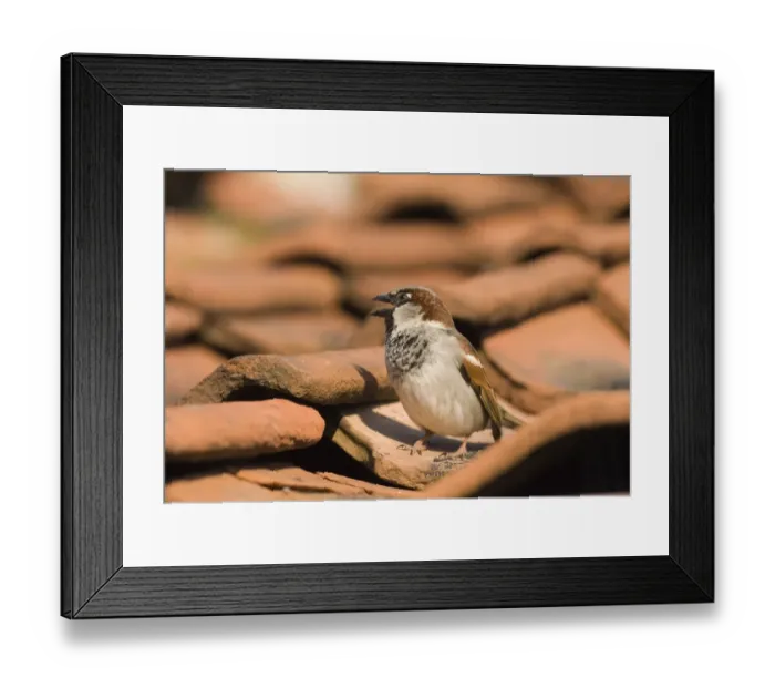 Framed Print : House Sparrow Passer domesticus male chirping on roof Norfolk spring Framed Print : House Sparrow Passer domesticus male chirping on roof Norfolk spring
